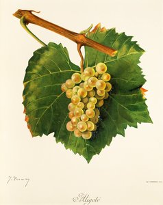 J. Troncy 的 Aligote 葡萄 作者 朱尔斯·特朗西