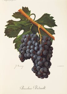 J. Troncy 生产的 Bacchus Bidault 葡萄 作者 朱尔斯·特朗西
