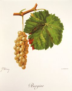 J. Troncy 的 Bargine 葡萄 作者 朱尔斯·特朗西