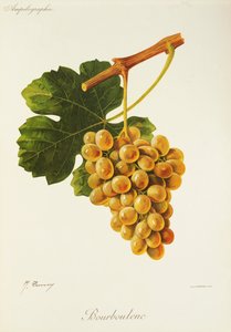 J. Troncy 生产的 Bobouroulenc 葡萄 作者 朱尔斯·特朗西