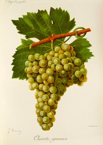 J. Troncy 生产的 Clairette Egreneuse 葡萄 作者 朱尔斯·特朗西