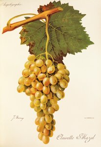 J. Troncy 的 Clairette Mazel 葡萄 作者 朱尔斯·特朗西