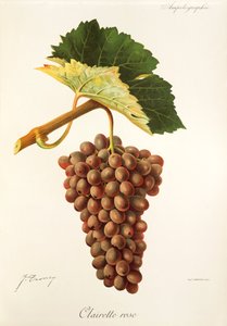 J. Troncy 生产的 Clairette Rose 葡萄 作者 朱尔斯·特朗西