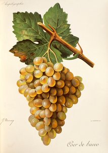 Coeur de Baco 葡萄，来自 Traite General de Viticulture。 安培造影术 作者 朱尔斯·特朗西