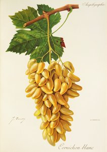J. Troncy 的泡菜白葡萄 作者 朱尔斯·特朗西