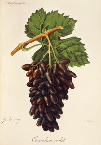 J. Troncy 的 Cornichon 紫罗兰葡萄 作者 朱尔斯·特朗西