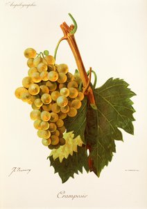 J. Troncy 的 Cramposie 葡萄 作者 朱尔斯·特朗西