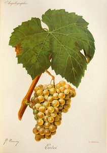 J. 特龙西的厄尔代葡萄 作者 朱尔斯·特朗西