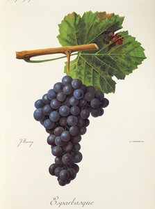 J. Troncy 的 Esparbasque 葡萄 作者 朱尔斯·特朗西
