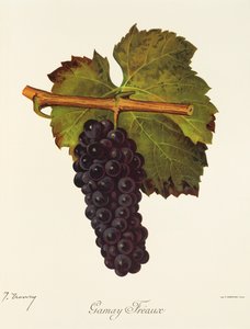 Gamay Freaux grape by J. Troncy   1414182   zh       chinese Successfully Translated  Original: Spring Flowers Translat: Spring Flowers 1402816 zh chinese Successfully Translated Original: View in Macao Translat: View in Macao 1433504 zh chinese Successful 作者 朱尔斯·特朗西