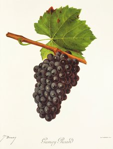 J. Troncy 生产的佳美皮卡德 (Gamay Picard) 葡萄 作者 朱尔斯·特朗西