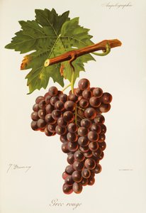 J. Troncy 的 Grec Rouge 葡萄 作者 朱尔斯·特朗西