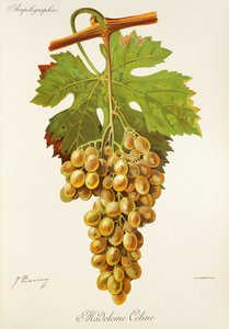 J. Troncy 设计的 Madeleine Celine grape（玛德琳-席琳葡萄 作者 朱尔斯·特朗西