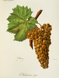 J. Troncy 的 Malvasia Roja 葡萄 作者 朱尔斯·特朗西