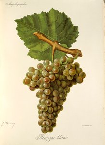J. Troncy 的 Mauzac Blanc 葡萄 作者 朱尔斯·特朗西