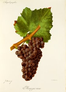 J. Troncy 的 Mauzac Rose 葡萄 作者 朱尔斯·特朗西
