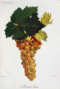朱尔-特龙西（Jules Troncy）笔下的莫斯卡托白葡萄（白麝香葡萄），摘自《安培图，葡萄栽培总条约》第三卷，皮埃尔-维亚拉（1859-1936）和维克多-韦莫雷尔（1848-1927）著，巴黎 作者 朱尔斯·特朗西