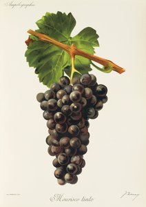 J. Troncy 的 Mourisco Tinto 葡萄 作者 朱尔斯·特朗西