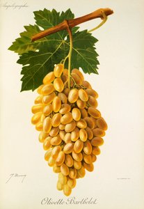 J. Troncy 的 Olivette Barthelet 葡萄 作者 朱尔斯·特朗西