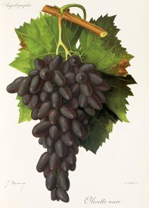J. Troncy 的 Olivette Noire 葡萄 作者 朱尔斯·特朗西