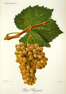 J. Troncy 的小 Pelegarie 葡萄 作者 朱尔斯·特朗西