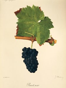 Pinot Noir grape by J. Troncy   1415052   zh       chinese Successfully Translated  Original: Glastonbury Plain Translat: Glastonbury Plain 1415885 zh chinese Successfully Translated Original: Massacre of Glencoe Translat: Massacre of Glencoe 1470697 zh ch
