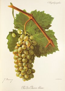 J. Troncy 的 Pis-de-Chevre Blanc 葡萄 作者 朱尔斯·特朗西