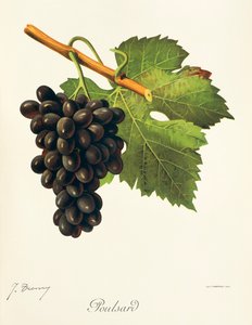 J. Troncy 的 Poulsard 葡萄 作者 朱尔斯·特朗西
