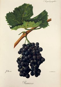 Ramisco grape by J. Troncy 作者 朱尔斯·特朗西