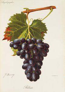 J. Troncy 的 Ribier 葡萄 作者 朱尔斯·特朗西