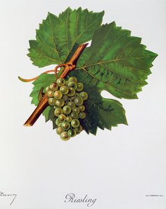 来自 Ampelographie 的 Jules Troncy 的雷司令葡萄，Traite General de vigiculture（Ampelography，葡萄栽培通用条约），第二卷，作者：Pierre Viala (1859-1936) 和 Victor Vermorel (1848-1927)，巴黎