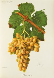 J. Troncy 的 Roussette 葡萄 作者 朱尔斯·特朗西