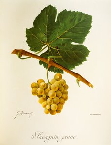 J. Troncy 生产的 Savagnin Jaune 葡萄 作者 朱尔斯·特朗西