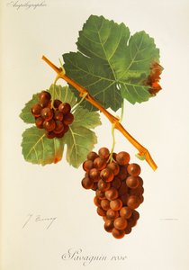 J. Troncy 的 Savagnin Rose 葡萄 作者 朱尔斯·特朗西