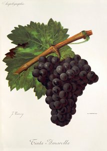 J. Troncy 的 Tinto Amarella 葡萄 作者 朱尔斯·特朗西