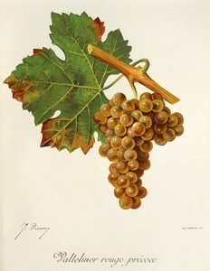 J. Troncy 生产的 Valteliner Rouge Precoce 葡萄 作者 朱尔斯·特朗西