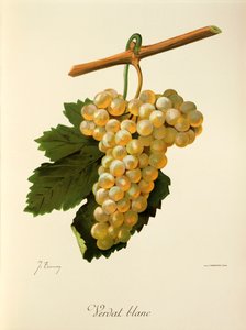 J. Troncy 的 Verdat Blanc 葡萄 作者 朱尔斯·特朗西