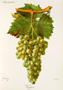 J. Troncy 的 Verjus 葡萄 作者 朱尔斯·特朗西