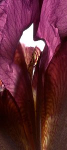 Iris Shrine Purple，2011，（数码摄影，数码原版）