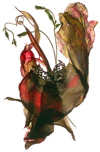 Morning Glory Canna Heart，2012，（数码摄影）