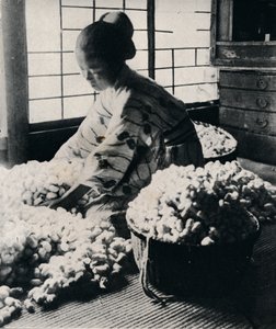 5000蚕吃了125磅桑树，8股丝绢，制作了一件和服，c1900，1921年