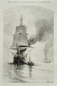 捕鲸者的尝试"（将鲸鱼切开并将其肉拖上船），用于《世纪杂志》中的 "捕鲸的危险和浪漫"，1890年8月（版画）。