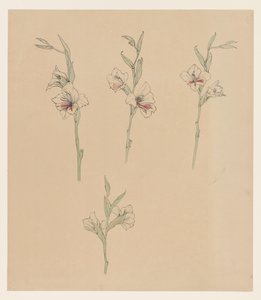 花卉研究 作者 朱莉·德格拉格