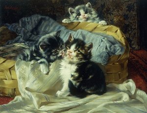 顽皮的小猫