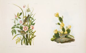 在JJ奥杜邦（JJ Audubon）的《美国鸟类》（Birds of America）之后，海边雀科-草雀科或湾翅Bun 作者 朱利叶斯·比恩（Julius Bien）