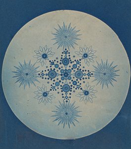 [硅藻结壳]，约1870年。 作者 朱利叶斯·威斯纳。