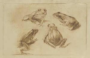 青蛙 作者 朱利叶斯·沃勒斯