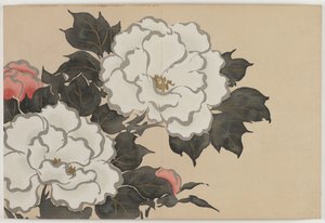 百世花卉（百草）：牡丹（深草） 作者 神坂积家