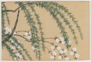 百世花卉（桃源草）：柳树和樱花（柳樱）