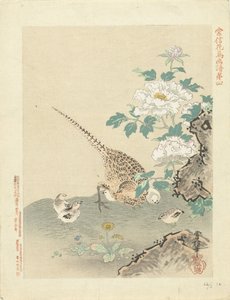 鹌鹑与雏鸟
狩野常信的花鸟素描（系列标题）
Kano Tsunenobu kacho gafu（物体上的系列标题） 作者 青木小三郎